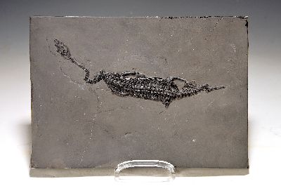 Keichousaurus (key-cho-saurus), China, Trias (251.9-201.3 Mio. J.), Länge ca. 23 cm, Platte ca. 27x19 cm, perfekt erhalten, im Relief präpariert u. ...