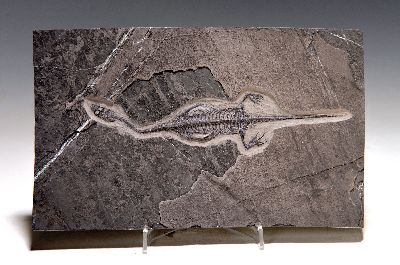 Schwimmsaurier, Keichousaurus Hui, Yunnan, China, Trias (251.9-201.3 Mio J. alt), filigrane erhabene Knochenstruktur, Reussengebiss zum Fischfang, ...
