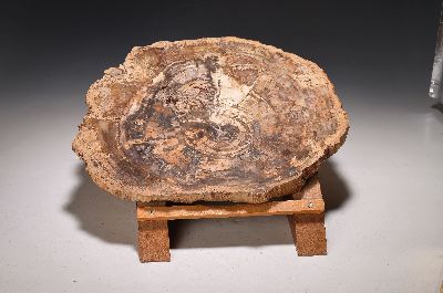 Fossile Baumscheibe, Madagaskar, ca. 150 - 170 Millionen Jahre alt, erworben 1979, 35 x 42 cm, Stärke ca. 3 cm, mit passendem Holzständer