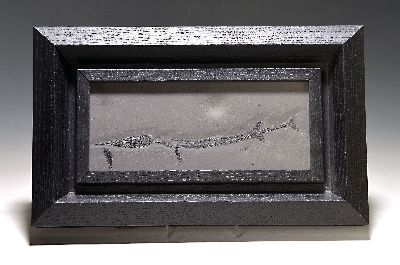 Tierfossil - Saurichtyiformes und Lashan Fisch, China, Permian, Saurichthyiformes ist eine ausgestorbene Gruppe von Knochenfischen, die vom späten ...