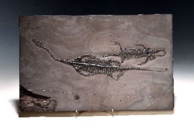 Schwimmsaurier-Pärchen "Keichousaurus-Hui" (Nothosaurus auf einer Platte, 32-20 cm, Guizhou-Province China, 220 Mio. J. alt, perfekt ...
