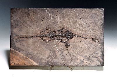 Fossil eines "Keichousaurus HUI" Männchen, Herkunftsland Guizhou-Province China, 220 Mio. J. alt, Zustand Naturbelassen, fein im Relief ...