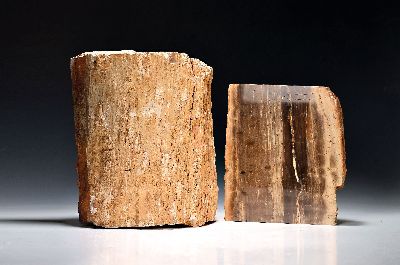 Paar Stücke versteinertes Holz, Nordamerika, ca. 60 Mio Jahre alt, Baumhälfte dreiseitig geschliffen, 30x25x11cm; großer Block naturbelassen, gut ...