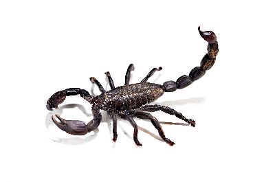 Skorpion, Wiener Bronze, sign. Wasserkrug, naturalistisch bemalt, L.ca. 6 cm