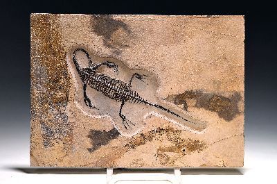 Fossiles Skelett eines Keichousaurus, China, Trias, detailreich im Relief präpariert, z.T. ergänzt u. schwarz nachgezogen, filigrane u. schöne ...