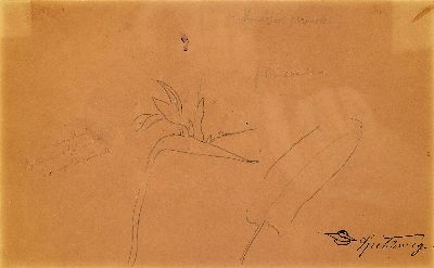 Carl Spitzweg, 1808-1885 München, Studie zu einer Strelizie, Bleistift auf Papier, mit handschriftlichen Annotationen zur Farbwahl, rechts unten ...