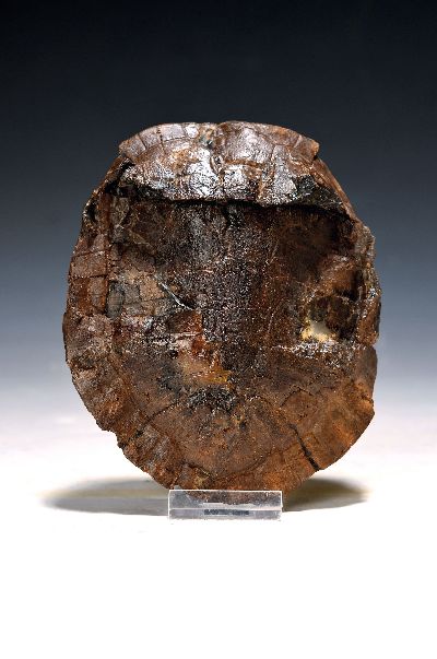 Besonders seltener fossiler Schildkrötenpanzer aus der Grube Messel, Darmstadt, ca. 47 Mio. J. alt , freitragend präpariertes Exemplar, ca. 14.5x12 ...
