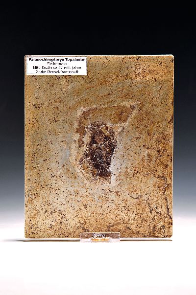 Seltenes Fossil einer Fledermaus (Palaechiropteryx Tupaidon), Mittleres Eozän, ca. 47 Mio. J. alt, Grube Messel, Darmstadt, L. 7 cm, das freigelegte ...
