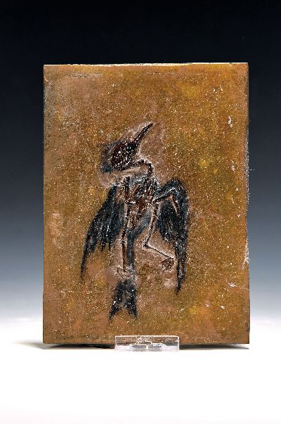 Besonders gut erhaltenes Fossil wohl eines "Primozygodactylus", Grube Messel, Darmstadt, L.ca. 13cm, das freigelegte Fossil wurde durch die ...