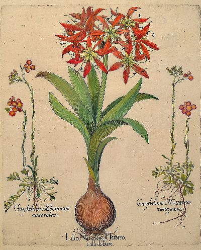 Basilius Besler, 1561-1629 Nürnberg, 2 kolorierte Kupferstiche aus Hortus Eystettensis, 1x Clematis peregrina purpurzea, Flammula recta und Clematis ...