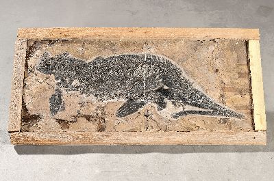 Großer Mixosaurus (vermischte Echse), China, 240 Mio. J. alt, Übergangsform zwischen primitiven Ichthyosauriern mit aalartig gestrecktem Körper u. ...