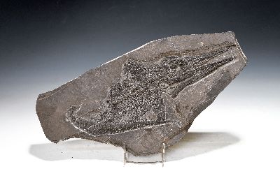 Mixosaurus (vermischte Echse) China, 240 Mio. J. alt, Übergangsform zwischen primitven Ichthyosauriern mit aalartig gestrecktem Körper u. den ...