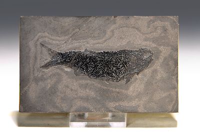 Fossil eines Guizhouniscus microlepidus, Fisch aus dem Trias, China, Schuppen, Knochen und Zähne sehr gut erhalten, im Relief präpariert, das ...