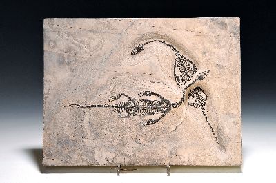 Große Fossilienplatte mit zwei Schwimmsauriern "Keichousaurus-Hui", Guizhou-Province China, 220 Mio. J. alt, 31,5x23.5, Tiere ca. 24/25cm, ...