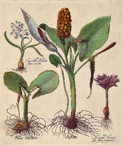 Basilius Besler, 1561-1629 Nürnberg, 2 kolorierte Kupferstiche aus Hortus Eystettensis, wohl spätere Auflage um 1749/50, Helleboraster maximus und ...