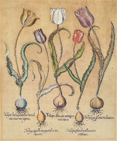 Basilius Besler, 1561-1629 Nürnberg, 2 kolorierte Kupferstiche aus Hortus Eystettensis, wohl spätere Abzüge um 1749/50, Cucumis Afininus und ...