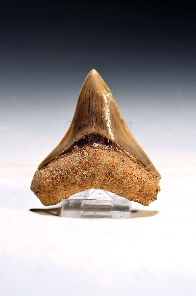 Authentischer prähistorischer Haifischzahn, Charcharocles megalodon, Indonesien, Cialong, West Java, ca. 16-20 Mio.J.alt, Miozän, gute Spitze u. ...