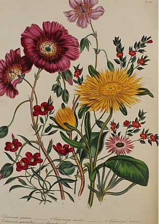 1 Buch, J. Wells London, The Ladi flower Garden of ornamental annuals, mit 48 altkolor.Litho., mit ausdrucksstarkem Blumenarrange- ments, ...