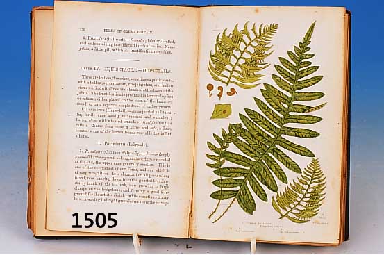 Flowering Plants of Great Britain, by Anne Pratt, Band VI, London, o.J., Ende 19. Jh., mit 67 altkolorierten Lithographien von Grä- sern und ...