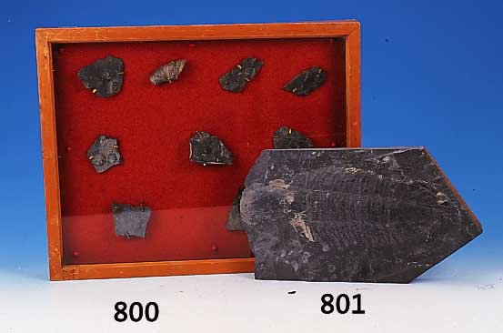 Ausgrabung, Krustentier, ca. 350 Mio Jahre alt, 36 x 21, Schiefer