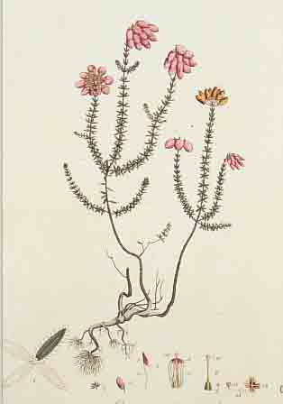 11 ALTKOLORIERTE PFLANZENSTICHE AUS CURTIS BOTANICAL MAGAZINE, UM 1800, JE CA. 33 X 25 CM, LEICHT ALTERSBEDINGT GEBRäUNT