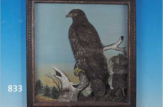 Zwei Schaukästen, deutsch, um 1900, Eigenarbeit des Uhrmachers H. Herzig, Schlegelzwei Vögel, Federn im Halbrelief aufgelegt, Glasaugen, ...