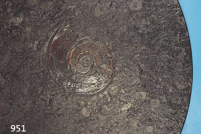 FOSSILIENPLATTE, SOLLNHOFER SCHIEFER, LIAS, CA. 130-140 MIO JAHRE ALT, MIT EINGESCHLOS- SENEM AMMONIT, ZAHLREICH BRACHIOPODEN UND LIMASTRIATA ...