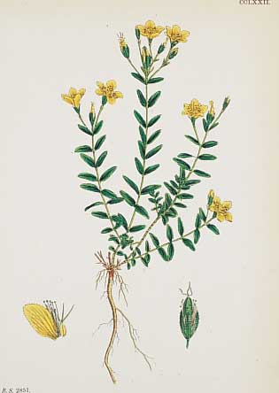 Konvolut von 100 Blatt, altkolor. Litho., aus Boswell Syme, J. T. English Botany, des berühmten gr. engl. Botanikwerks, mit schönen Blumen-und ...
