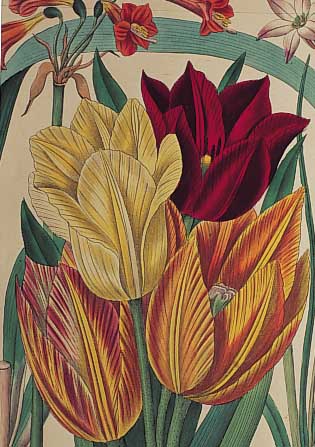 Konvolut von 15 Blatt altkolor. Kupferstiche aus Zeitschrift für Gärtner, Botaniker und Blumenfreunde, Jena 1840, mit farbenprächti-gen ...