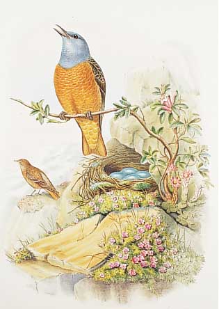 Konvolut von 2 Blatt altkolor. Litho. v. H. C.Richter nach Gould London 1870, mit pracht- vollen Vogeldarstellungen, 1.) 1 Pärchen Fel- sendrosseln ...