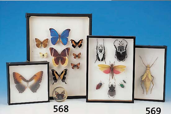 KONV. AUS CA. 21 VERSCH. INSEKTENPRäPARATEN, EUROPA UND AFRIKA, VOR ALLEM KäFER, DAZU EIN SEEPFERDCHEN UND EINE FLEDERMAUS, U. A. SKORPION, ...