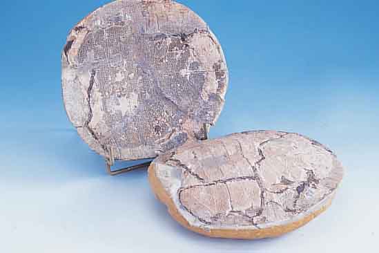 Versteinerung: Schildkröte, Fundort Brasilien, ca. 180 Mio. Jahre alt, Panzer zerdrückt (normal), positiv-negativ-Abdruck, durch ...