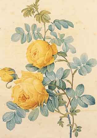 REDOUTé, PIERRE-JOSEPH, 1759-1840, ROSIER JAUNE DE SOUFFRE, GEST. VON LANGLOIS, GEDRUCKT BEI RéMOND, ALTKOLORIERT, CA. 34 X 24 CM, PP, ...