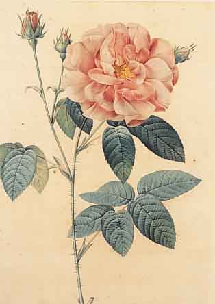 REDOUTé, PIERRE-JOSEPH, 1759-1840, ROSA GALLICA OFFICINALIS, GEST. VON LANGLOIS, GEDRUCKT BEI RéMOND, ALTKOLORIERT, CA. 34 X 24 CM, PP, ...