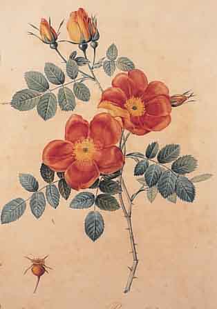 REDOUTé, PIERRE-JOSEPH, 1759-1840, ROSA EGLANTERIA PUNICEA, GEST. VON LANGLOIS, GEDRUCKT BEI RéMOND, ALTKOLORIERT, CA. 34 X 24 CM, PP, ...