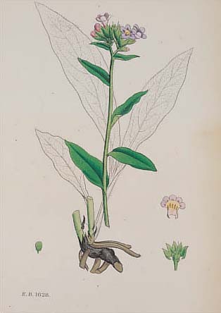 Konvolut von 100 Blatt, mit altkolor. Lith aus Boswell, J. T. Syme, Englisch Botany des gr. engl. Botanikwerks, mit schönen Pflanzen und ...