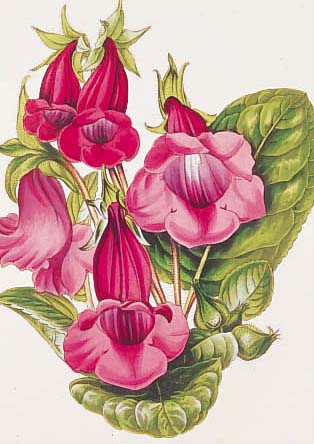 KONVOLUT VON 30 BLATT, MIT ALTKOLOR. LITH. AUS THE MAGAZINE OF BOTANY LONDON 1835 VON JOSEPH PAXTON, MIT FARBENPRäCHTIGEN BLUMEN- ...