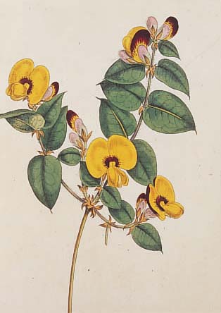 Konvolut von 30 Blatt, mit altkolor. Kupfer-stichen aus Curtis Botanical Magazine, London,ca. 1808, mit sehr fein gestochenen und fein kolor. ...