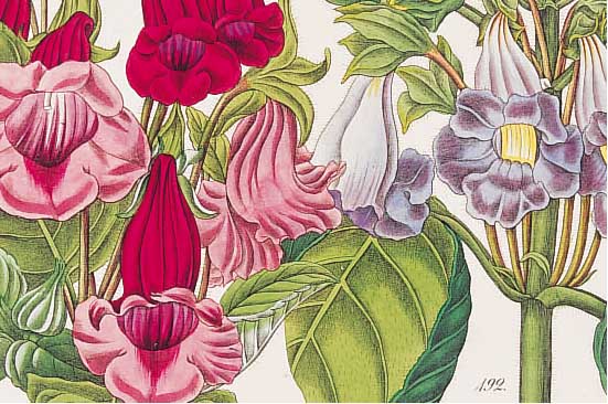 KONVOLUT VON 15 BLATT, MIT ALTKOLOR. KUPFER-STICHEN AUS ZEITSCHRIFT FüR DEN GäRTNER UND BOTANIKER UND BLUMENFREUNDE, JENA 1840, MIT ...