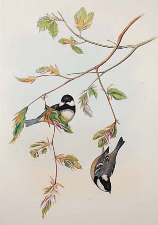 KONVOLUT VON 2 BLATT, ALTKOLOR. LITHO. V. H. C. RICHTER, NACH GOULD, LONDON 1870: 1.) EIN PäRCHEN KOHLMEISEN SITZEN AUF EINEM GE- äST BEI ...