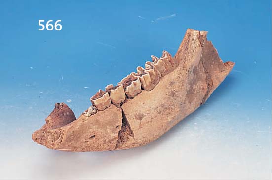 KIEFERKNOCHEN EINES WOLLNASHORNS AUS DER KREI-DEZEIT, FRAGMENT, L. 46 CM