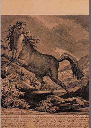 RIDINGER, JOHANN ELIAS, WILDPFERD, KUPFER- STICH, CA. 27,5 X 41,5 CM, GEBRäUNT, U.GL.,R.
