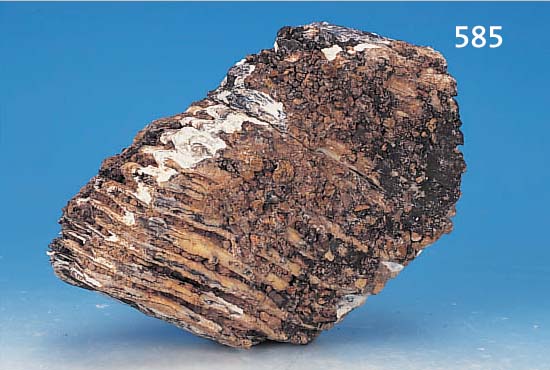 ZAHN EINES MAMMUT, FUNDORT CHINA, CA. 27 X 18 CM