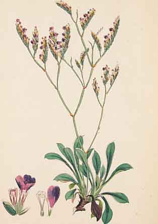 KONVOLUT VON 90 BLATT, MIT ALTKOLOR. LITH. AUS BOSWELL SYME J. T. ENGLISH BOTANY DES BE- RüHMTEN ENGL. BOTANIKWERKS, CA. 1870, MIT SCHöNEN ...