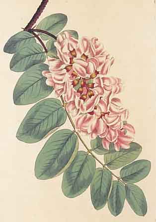 KONVOLUT VON 30 BLATT, MIT ALTKOLOR. KUPFER-STICHEN AUS CURTIS BOTANICAL MAGAZINE FLOWER GARDEN DISPLAYED, LONDON 1808, MIT FEIN GE- STOCHENEN ...