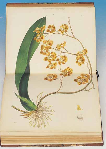 EIN BUCH, THE FLORAL CABINET AND MAGAZINE OFEXOTIC BATANY MIT 44 ALTKOLOR. LITHO., BLUMEN-DARSTELLUNGEN WILIAM SMITH, LONDON 1838, DAVON2 ...