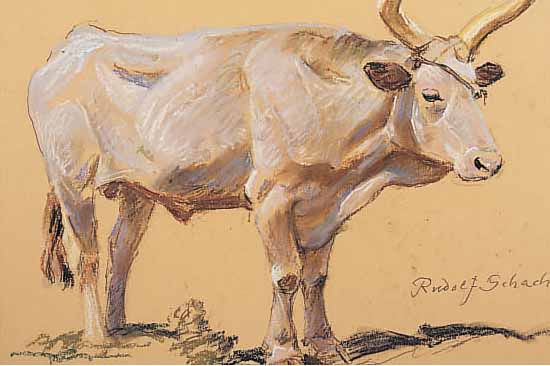 SCHACHT, RUDOLF, *1900 MüNCHEN - 1974 FREI- BURG, HIER: OCHSE, PASTELL, SIGN., 35 X 43 CM, UNTER GLAS GER.