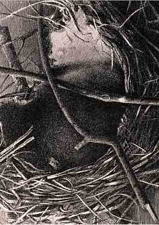 STüMPEL, KLAUS, NEST, LITHOGRAPHIE AUF BüTTEN VON 1974, HANDSIGN. UND NUM. 57/100, CA. 51 X 67,5 CM
