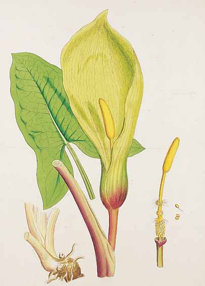 KONVOLUT VON 100 BLATT, MIT ALTKOLOR. LITHO AUS BOSWELL J. T. SYME, ENGLISH BOTANY DES GR.ENGL. BOTANIKWERKS MIT SCHöNEN BLUMEN, PFLAN- ZEN UND ...