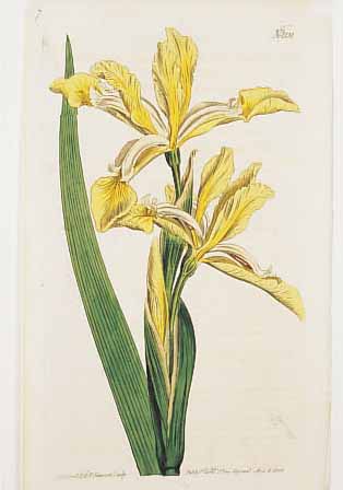 KONVOLUT VON 35 BLATT, ALTKOLOR. KUPFER- STICHE AUS CURTIS BOTANICAL MAGAZINE, LONDON, CA. 1808, MIT PRACHTVOLLEN BLUMENDARSTELLUN- GEN: 1.) ...